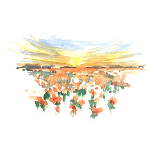 Carte Coquelicots