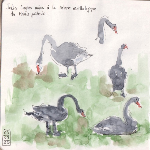 Croquis aquarelle de cygnes noirs au Marais poitevin.